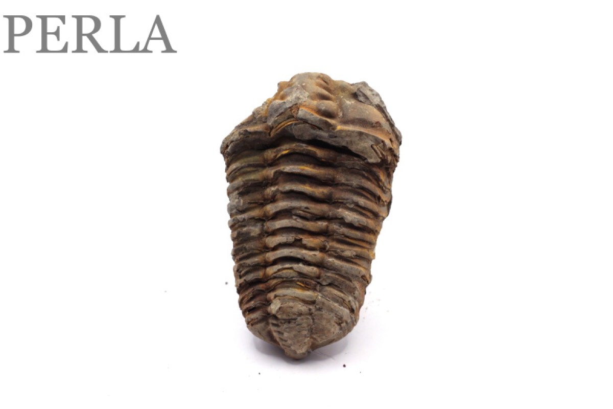 trilobit_maroko_k7